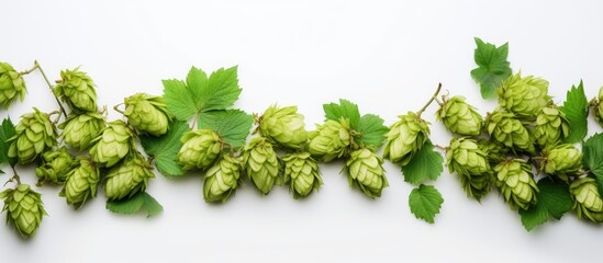 Poster - A copy space image showcases vibrant green hops and leaves set against a clean white backdrop