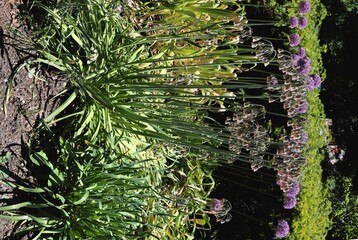 Wall Mural - decorative flowers of  Allium Siculum close up