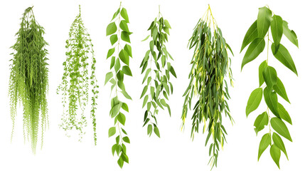 Wall Mural - Set of willow leaf varieties, showcasing long, narrow leaves that cascade gracefully,