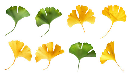 Wall Mural - Set of ginkgo leaf varieties, capturing the unique fan-shaped foliage in shades from bright green to golden yellow,