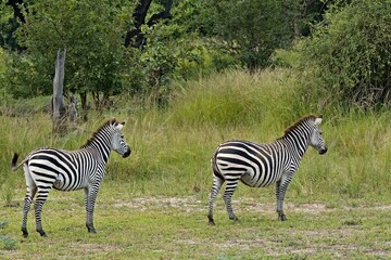 Wall Mural - Crawshay's Zebra (Equus quagga crawshayi). South Luangwa National Park. Zambia. Africa.