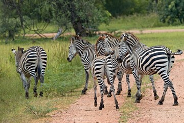 Wall Mural - Crawshay's Zebra (Equus quagga crawshayi). South Luangwa National Park. Zambia. Africa.