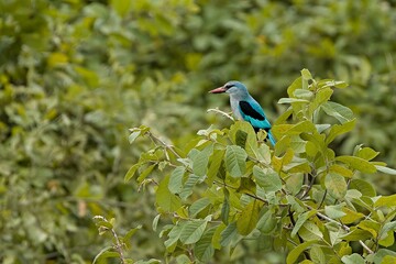 Wall Mural - Lilac-Breasted Roller (Coracias caudatus). South Luangwa National Park. Zambia. Africa.