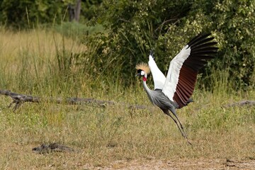 Wall Mural - Gray Crowned Crane (Balearica regulorum) in South Luangwa National Park. Zambia. Africa.