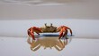 A lone crab scuttling across the sand as the tide upscaled_2