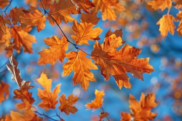 oak tree in autumn: vibrant orange leaves against a clear blue sky.