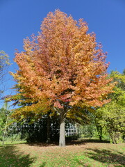 Wall Mural - Arbres feuilles automne rouge et orange