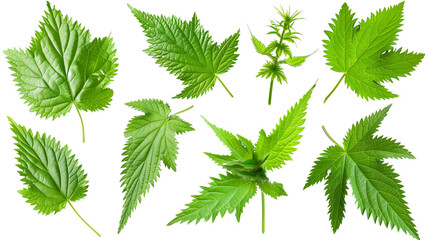 Wall Mural - Set of wild nettle leaves, known for their stinging hairs and serrated edges, used in traditional medicine and cooking,