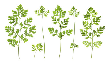 Wall Mural - Set of chervil leaves, showcasing their delicate, lace-like leaves often used to enhance the flavors of French cuisine