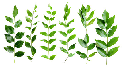 Wall Mural - Set of curry leaves, highlighting their vibrant green leaves essential in South Indian cooking for their unique aroma and taste