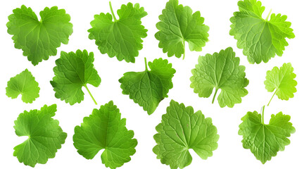 Set of catnip leaves, displaying their heart-shaped, soft, furry leaves known for their appeal to cats and use in herbal teas,