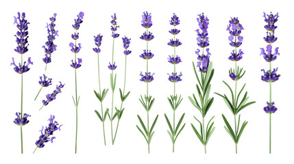 Set of lavender elements, showcasing lavender flowers, buds, and narrow leaves, celebrated for their fragrance and medicinal uses