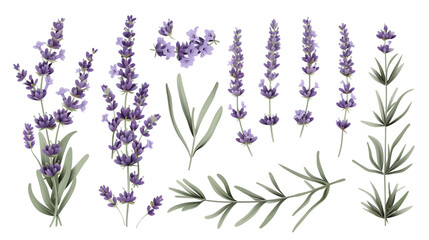 Wall Mural - Set of lavender elements, showcasing lavender flowers, buds, and narrow leaves, celebrated for their fragrance and medicinal uses