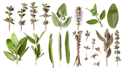 Wall Mural - Set of sage elements, including sage flowers, velvety leaves, and woody stems, utilized for culinary, medicinal, and cleansing practices
