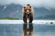 Brown bear reflection in wilderness