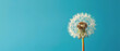 dandelion on blue empty background, with empty copy space 