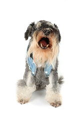 Wall Mural - sitting dog with jean jacket isolated on white background with open mouth 