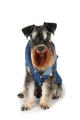 Wall Mural - miniature schnauzer dog with denim vest isolated on white 