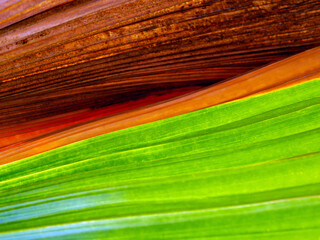 Wall Mural - abstract green of the fresh leaves contrasts with  brown dry leaf straight line patterndry background close-up