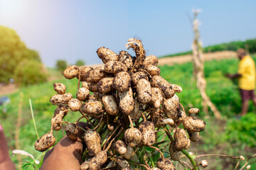 Poster - Fresh peanuts plants with roots plants harvest of peanut plants.