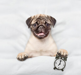 Wall Mural - Pug puppy lying on a bed at home and holds alarm clock. Top down view