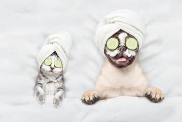 Leinwandbilder - Funny kitten and pug puppy with towel on their heads, with cream on their faces and with a pieces of cucumber on their eyes relaxing on the bed at spa salon. Top down view. Empty space for text