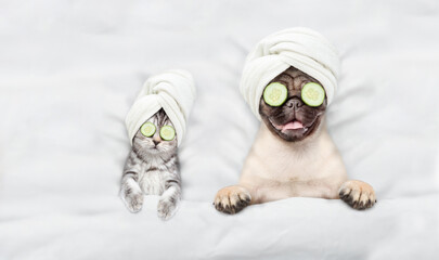 Fototapete - Cute kitten and pug puppy with towel on their heads, with cream on their faces and with a pieces of cucumber on their eyes relaxing on the bed at spa salon. Top down view. Empty space for text