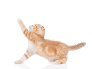 Wall Mural - Playful tabby ginger kitten looks away and up on empty space. isolated on white background