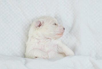 Wall Mural - Tiny white Lapdog puppy sleeps under warm white blanket on a bed at home. Top down view