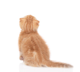 Aufkleber - Ginger tabby tiny kitten sits in back view and looks up. isolated on white background