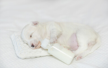 Wall Mural - Tiny white Lapdog puppy sleeps on a bed at home and holds bottle of milk