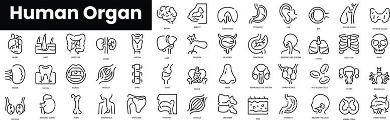 Set of outline human organ icons. Minimalist thin linear web icon set. vector illustration.