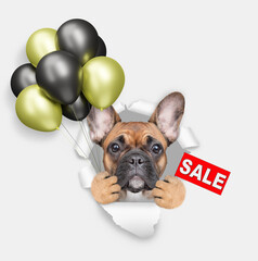 Aufkleber - Funny French Bulldog looks through the hole in white paper, holding balloons and showing signboard with labeled 