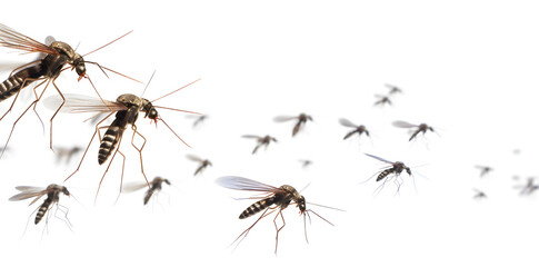 A swarm of mosquitoes isolated on white background