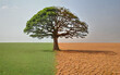 © itakdalee - concept drought, climate change. tree before and after drought. ecology, environment, environmental protection