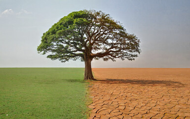 concept drought, climate change. tree before and after drought. ecology, environment, environmental protection