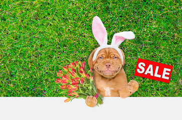 Aufkleber - Smiling Mastiff puppy wearing easter rabbits ears holds bouquet of tulips and shows signboard with labeled 