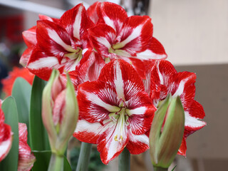 Poster - Beautifully blooming red and white amaryllis flowers