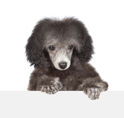 Sticker - Cute black poodle puppy looks above empty white banner. Isolated on white background