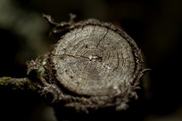 Closeup of a tree trunk with a circular incision cut into it.