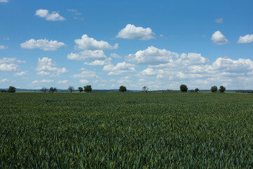 Sticker - Agricultural landscape with fields and blue sky in background.	