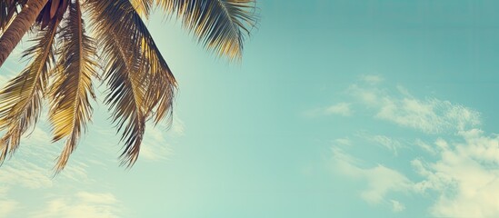 Poster - palm trees against blue sky palm tree leaves at tropical coast vintage toned and stylized coconut tree summer tree retro ideal background enough room for copy space and text