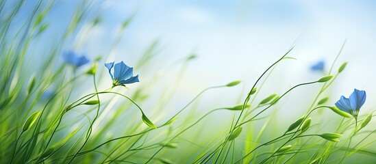 Flax green plant grows on flax field Green flax twigs with linseed on blurred field background. copy space available