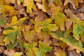 Autumnal scene featuring a carpet of fallen oak leaves