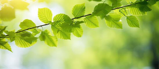 Aufkleber - Young spring leaves of a linden tree of a delicate light green color. copy space available