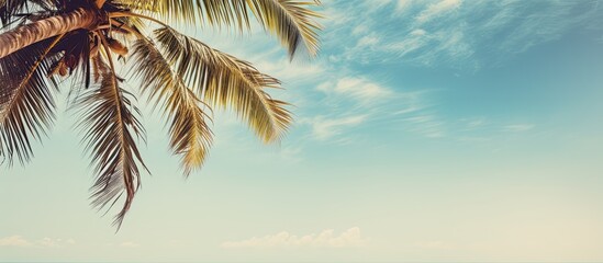 Poster - palm trees against blue sky palm tree leaves at tropical coast vintage toned and stylized coconut tree summer tree retro ideal background enough room for copy space and text