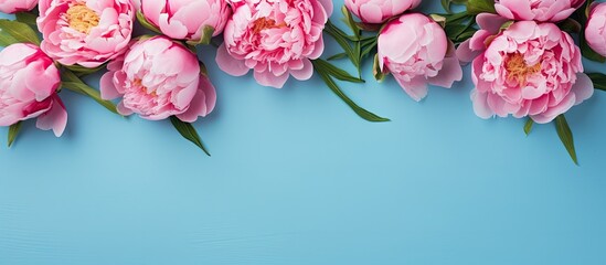 Poster - Beautiful pink peony flowers on blue background with copy space for your text top view and flat lay style concept
