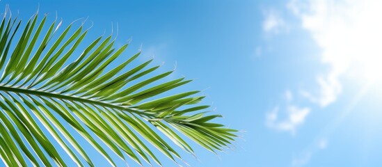 Poster - Tropical palm leaf with blue sky and white clouds background Summer vacation and nature travel concept. copy space available