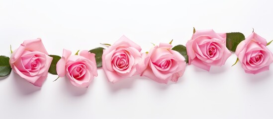 Wall Mural - Pink roses on white background with free text space. copy space available
