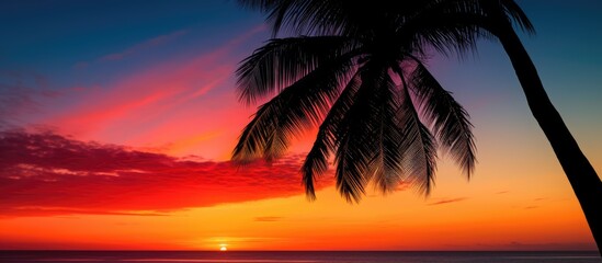 Poster - Sunset Palm tree Honolulu Hawaii. copy space available